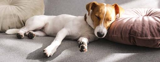 Dog sleeps with legs straight out best sale